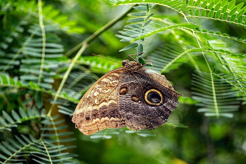 Butterfly Code